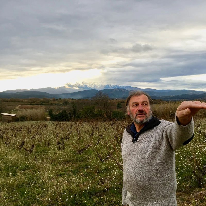 Alain Castex dans les vignes du Casot des Mailloles dans le Roussillon
