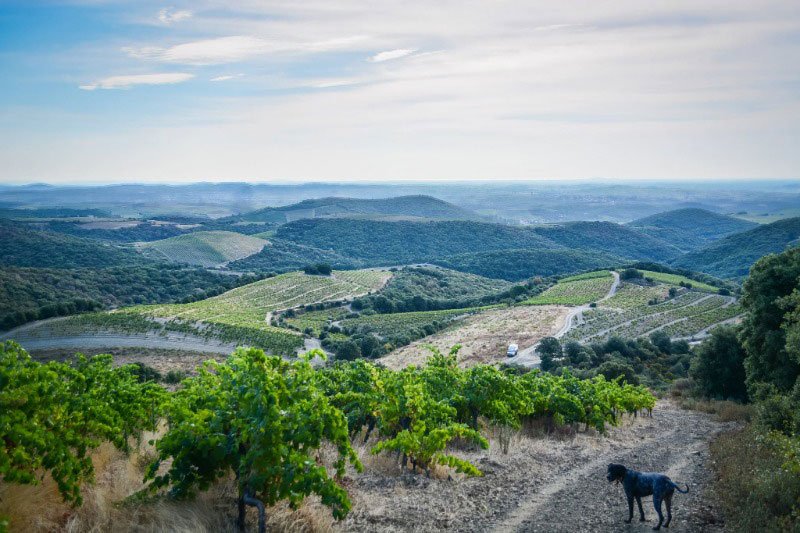 Parcelles de La Graine Sauvage sur les schistes de Faugères