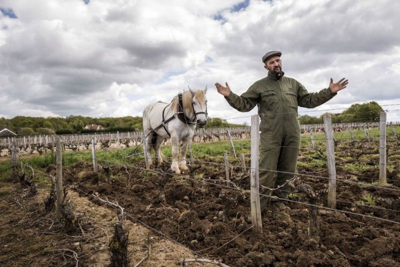 Alexandre Bain dans ses vignes en Loire avec cheval de trait