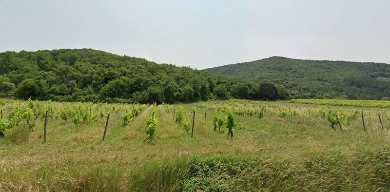 Vignes du Raisin et l’Ange en Ardèche