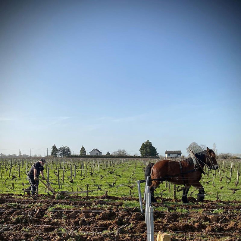 Travail des vignes au cheval chez Alexandre Bain à Tracy-sur-Loire