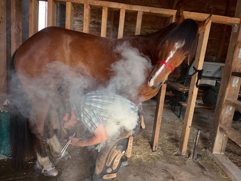 Soin du cheval au domaine Alexandre Bain en Loire