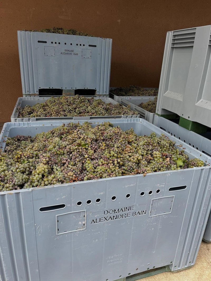 Vendange de sauvignon en caisse au domaine Alexandre Bain à Tracy-sur-Loire