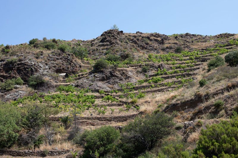 Vignes en terrasses sur schistes au Casot des Mailloles dans le Roussillon