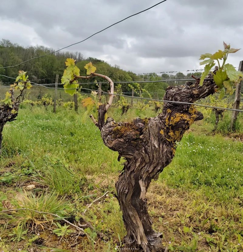 Vieille vigne du domaine Calvez Bobinet en vallée de la Loire