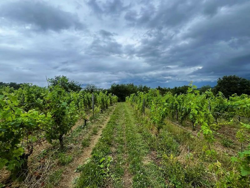 Parcelles du domaine Calvez Bobinet sur sols de tuffeau en Loire