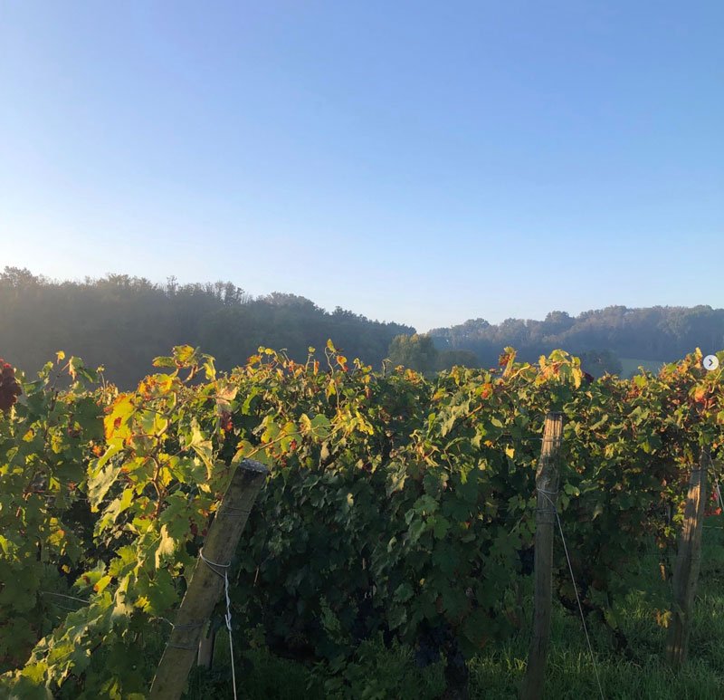 Vignes du domaine Calvez Bobinet à Saumur dans la vallée de la Loire