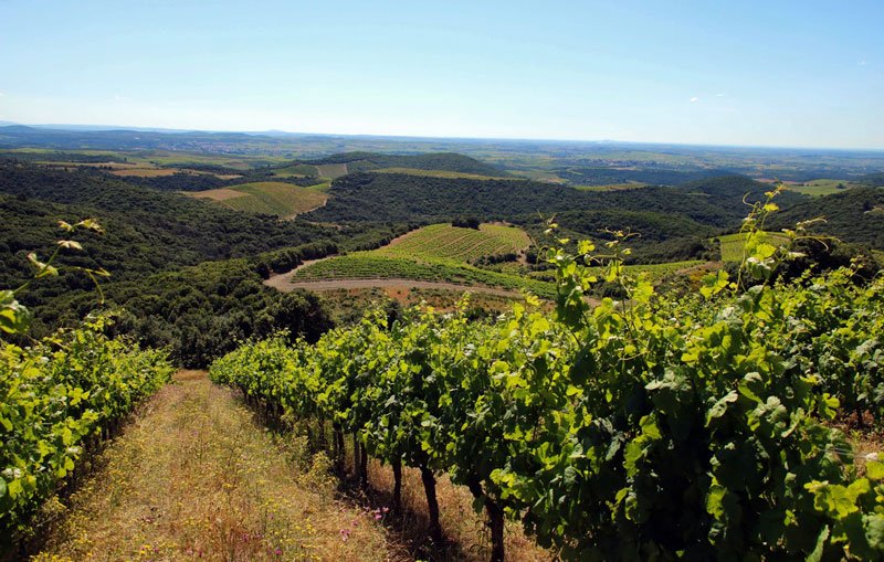 Vignes de La Graine Sauvage à Faugères dans le Languedoc