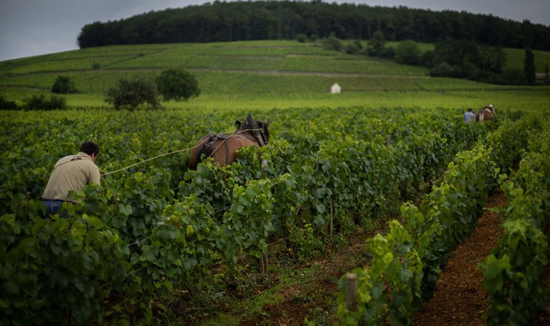 Vignes du Domaine Chandon de Briailles travaillées au cheval