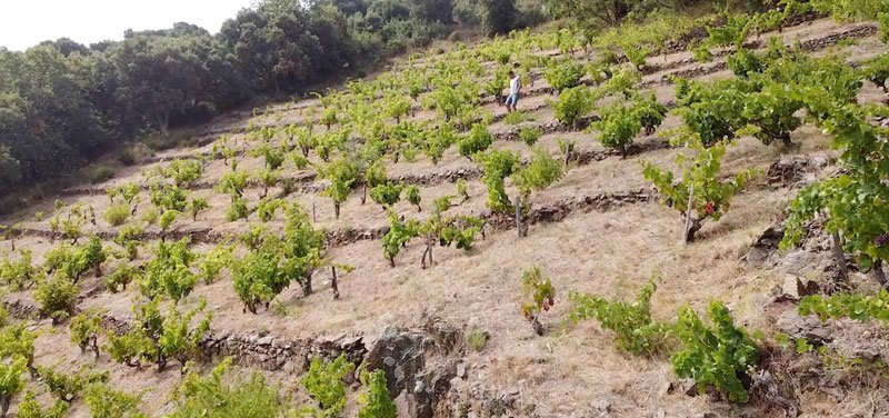 Vieilles vignes du Casot des Mailloles sur coteaux escarpés à Banyuls